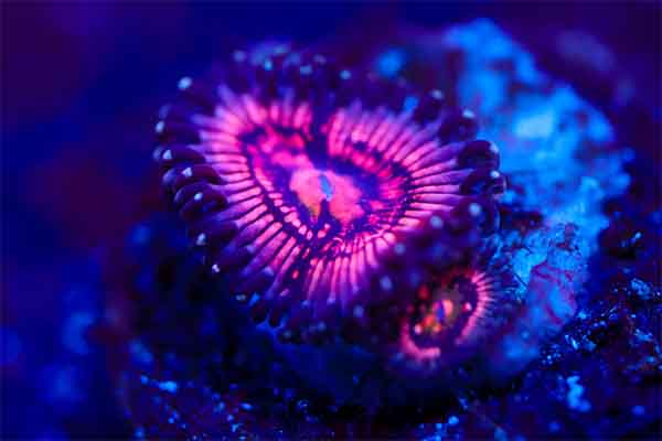 Stratosphere Zoathid