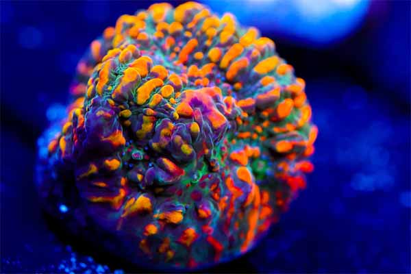 Dragon's Breath Acro